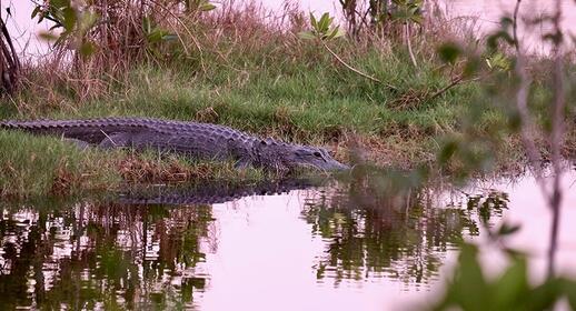 Everglades - alligators