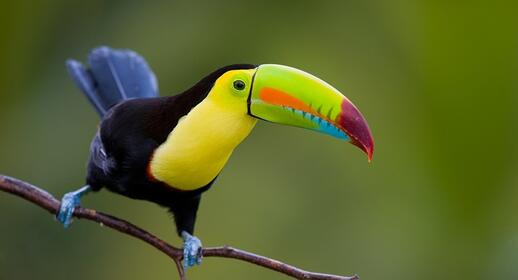 Le Parc national Punta Izopo et ses nombreux toucans