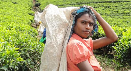 Route du thé : Kandy Nuwara Eliya