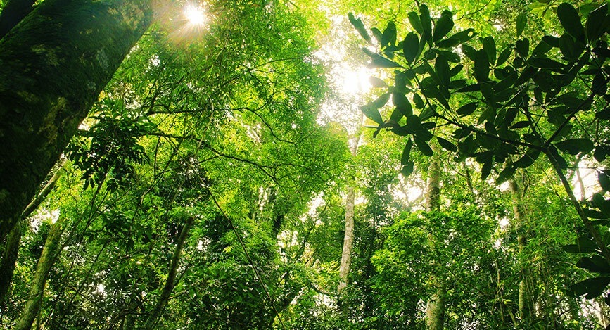visiter Forêt Tijuca