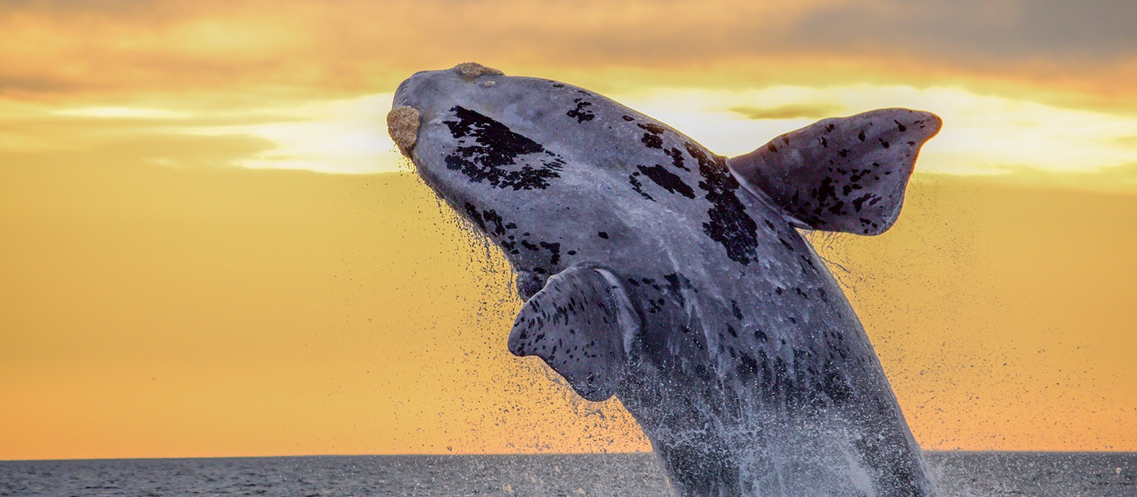 Animaux marins à Puerto Madryn