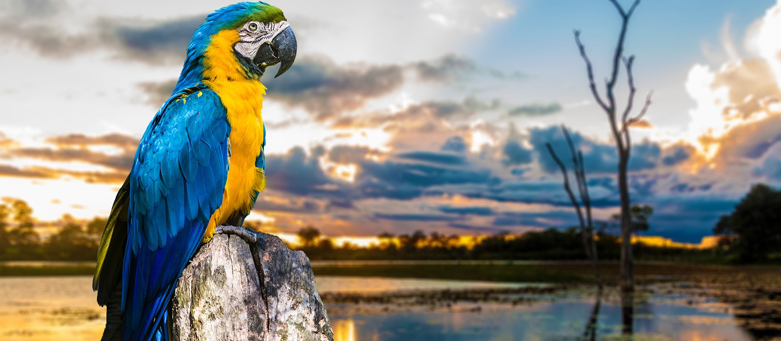 Pantanal : immersion en pleine nature