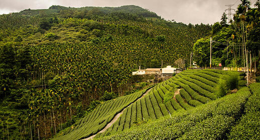 Culture du café au Brésil