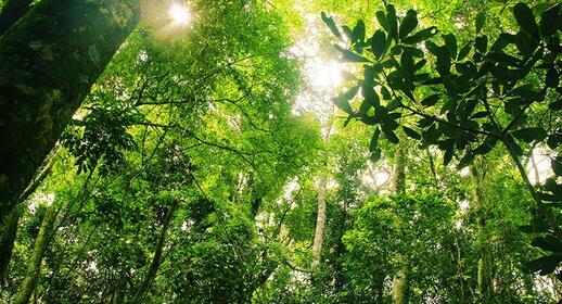 Forêt de Tijuca