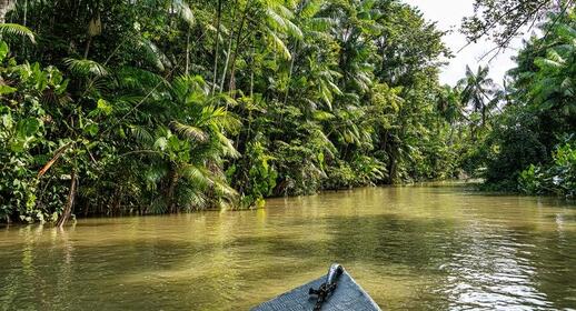 Excursion en bateau sur l'Amazonie, région de Para, Brésil.