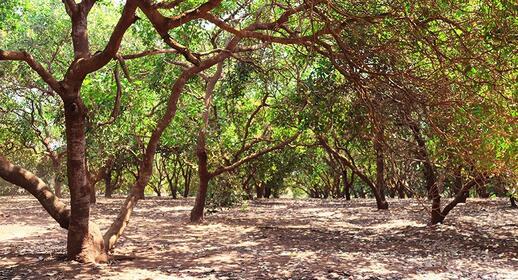 Forêt de noix de cajou, Ratanakiri