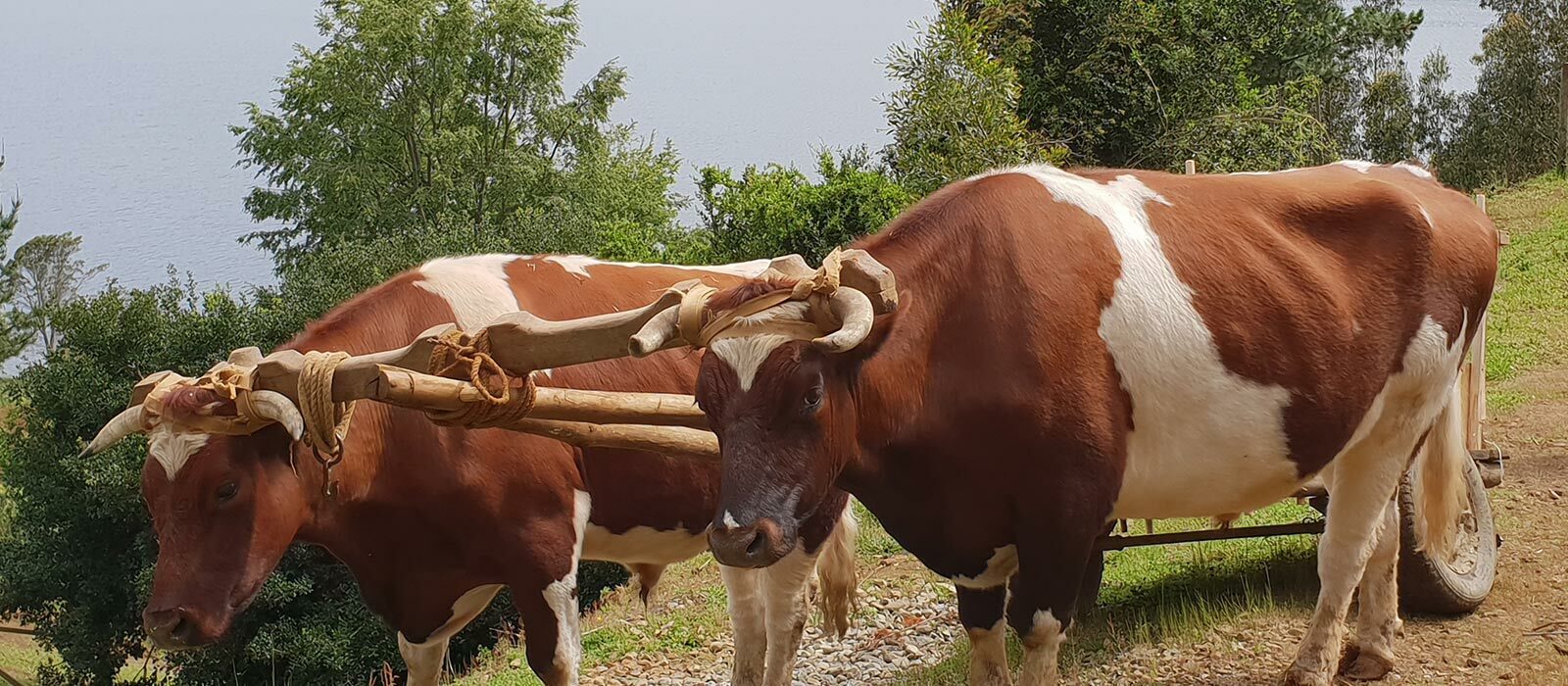 Immersion Mapuche