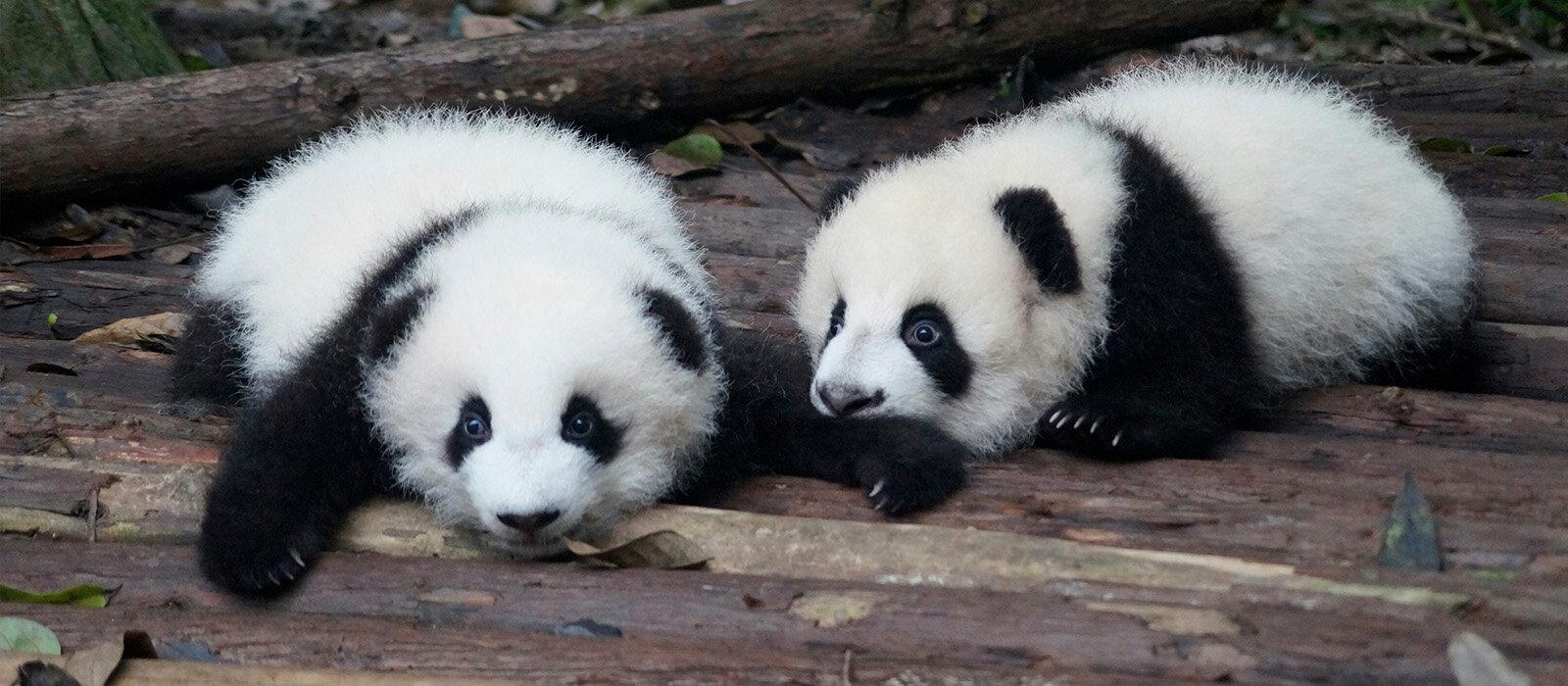 Panda de Chengdu en Chine