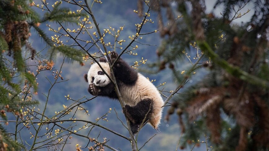 © Shutterstock - Animalgraphy