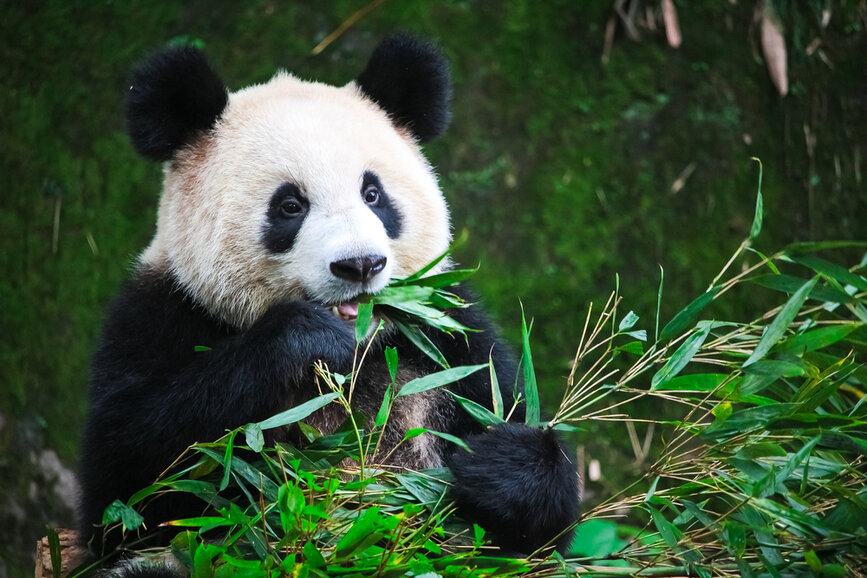 © Shutterstock - AKKHARAT JARUSILAWONG
