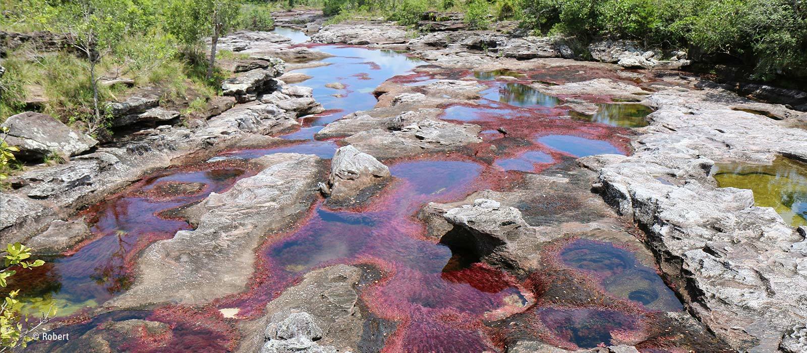 Caño Cristales : rivières multicolores