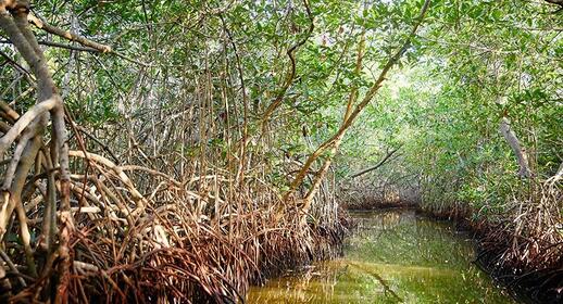 Tour de pirogue dans la mangrove