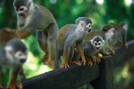 Petits singes d'Amazonie