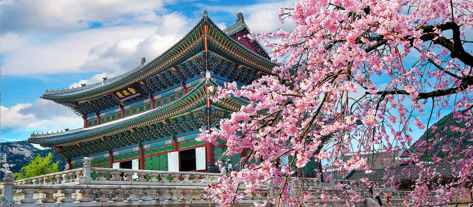 Fleurs de cerisier sur un temple, Séoul en Corée du Sud.