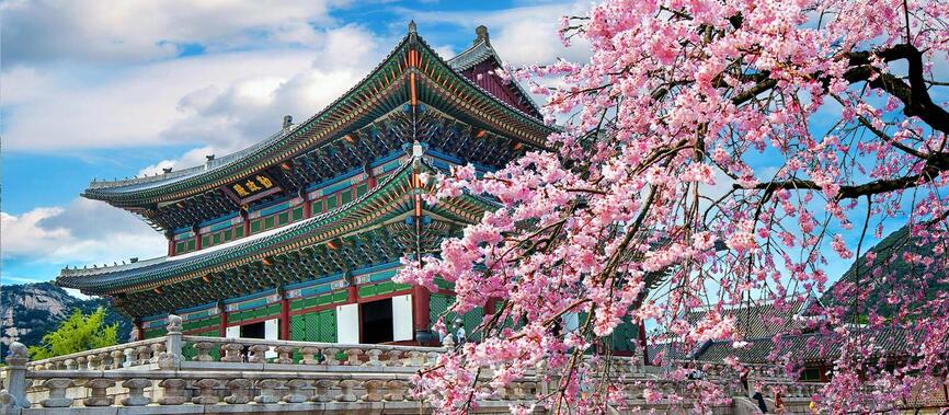 Fleurs de cerisier sur un temple, Séoul en Corée du Sud.
