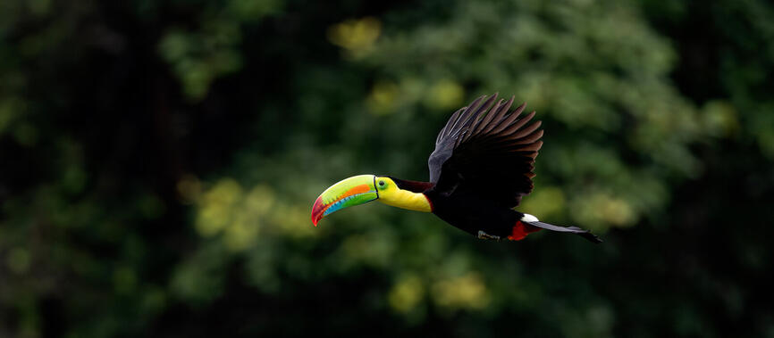 Observation de la faune au Costa Rica