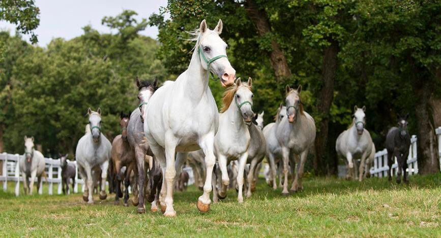 Lipizzaner, cheval, Slavonie.