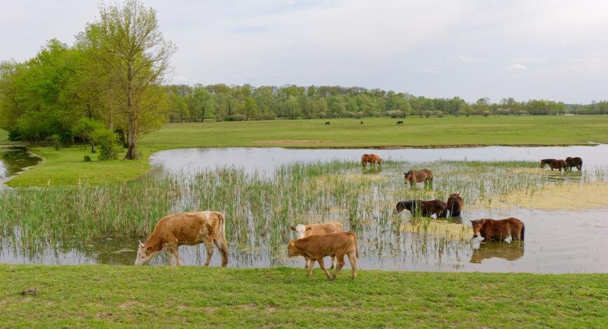 Vaches et chevaux dans le parc Lonjsko Polje à Repusnica, Croatie.