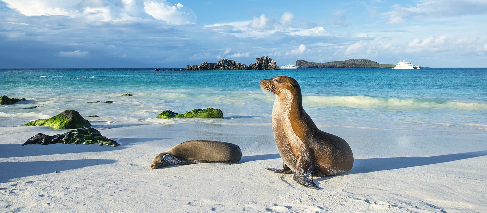 Croisière aux Galapagos