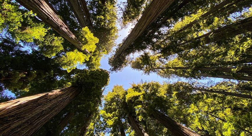 © Emma Watson / Unsplash Redwood National & State Parks