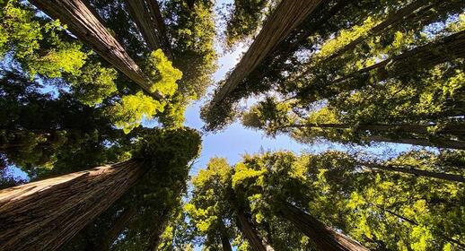 Redwood National & State Parks