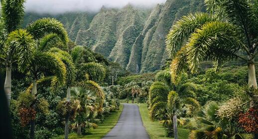 Route entourée de palmiers à Oahu, Hawaii, USA