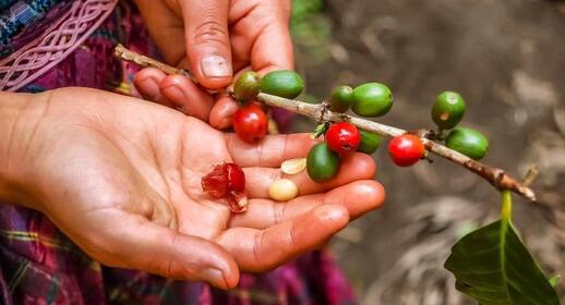 Plantation de café