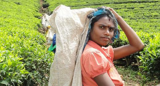 Route du thé : Kandy Nuwara Eliya
