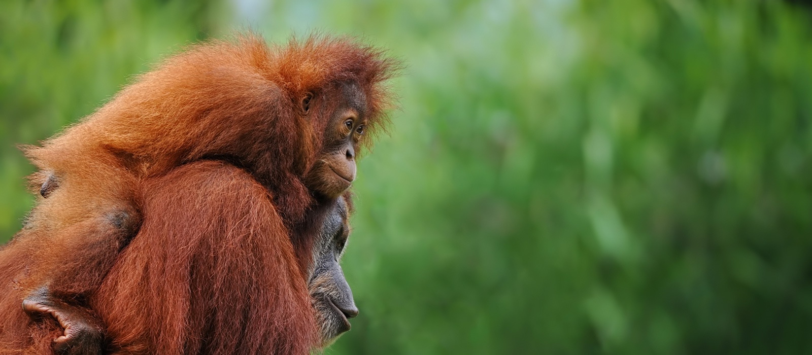 Les Orangs-Outangs de Sumatra