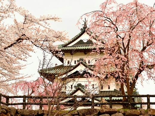 Château de Hirosaki sous les cerisiers en fleurs
