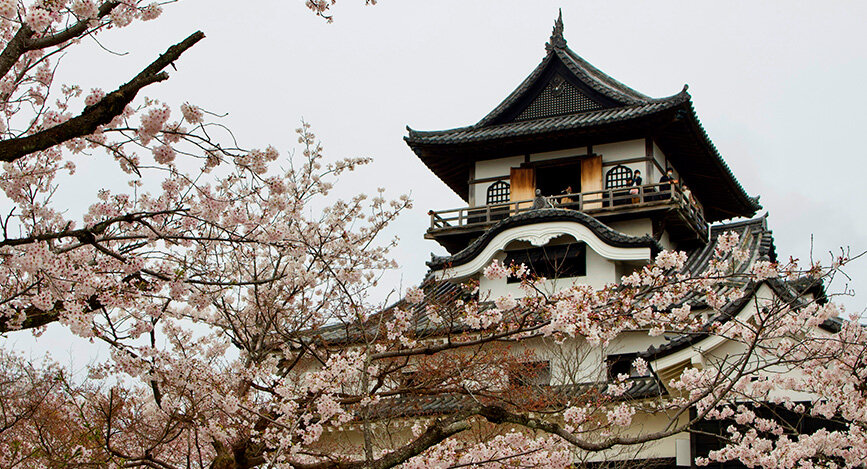 Château de Inuyama sous les cerisiers en fleurs