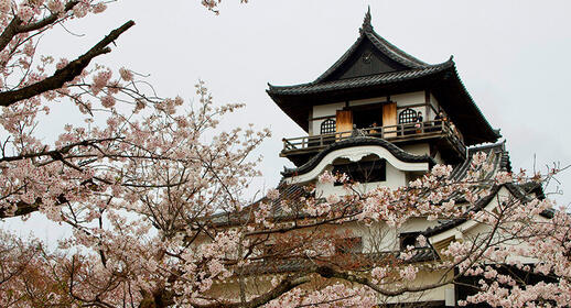 Château de Inuyama sous les cerisiers en fleurs