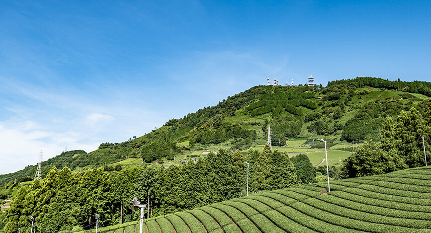 Champs de thé dans la ville de Kakegawa, préfecture de Shizuoka