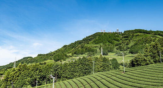 Champs de thé dans la ville de Kakegawa, préfecture de Shizuoka