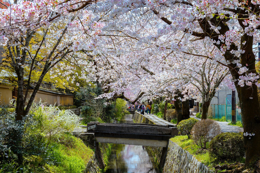 Le chemin du philosophe pendant la pleine floraison des cerisiers à Kyoto, au Japon