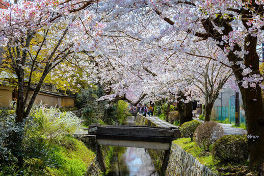 Le chemin du philosophe pendant la pleine floraison des cerisiers à Kyoto, au Japon
