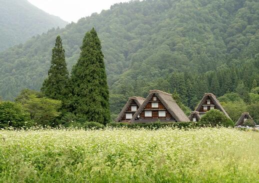Maisons aux toits de chaume du village traditionnel de Shirakawa-go