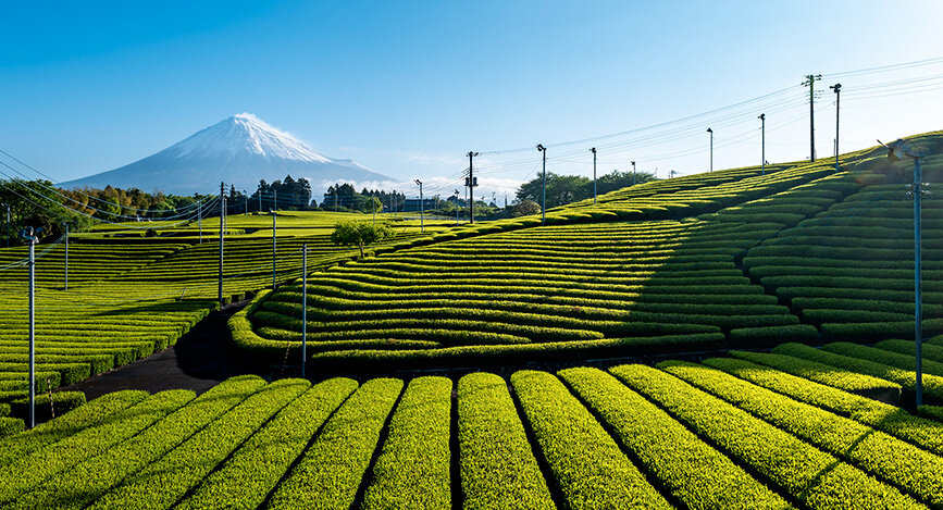 Vue sur le Mont Fuji depuis le Parc de Oishi (Fujinomiya)