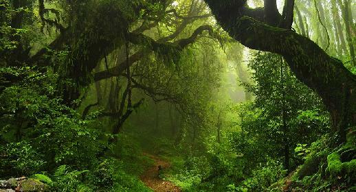 Réserve naturelle du volcan Mombacho : une des rares forêts humides du Nicaragua avec sa faune très riche.