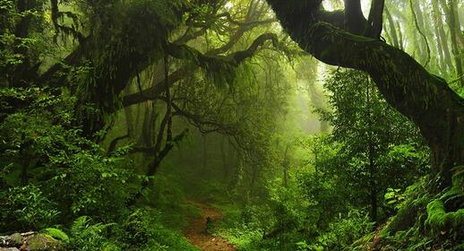 Réserve naturelle du volcan Mombacho : une des rares forêts humides du Nicaragua avec sa faune très riche.