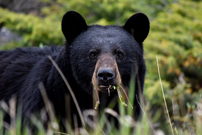 Ours noir au Canada