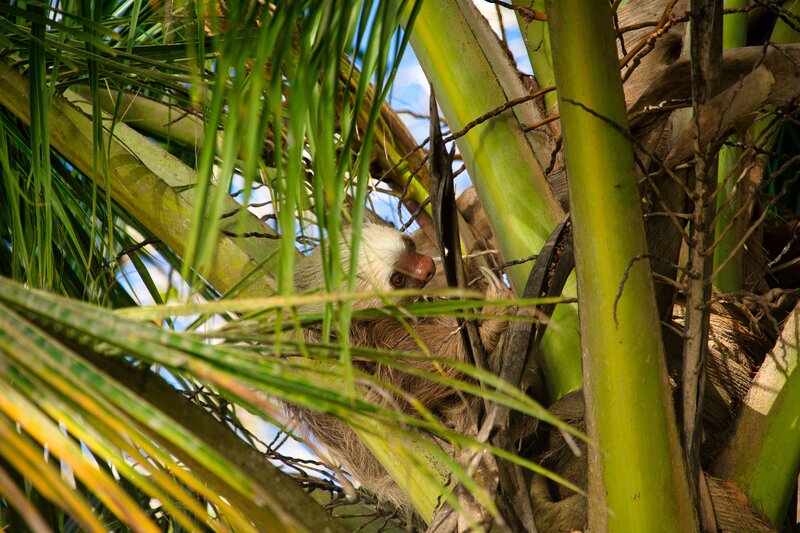 Tortuguero