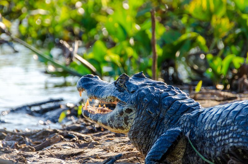 Le Pantanal