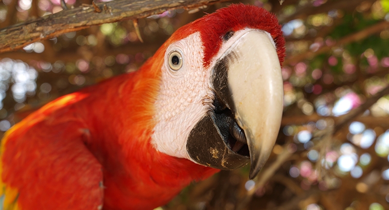 L'Amazonie à Iquitos (Nord Pérou)