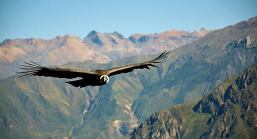 Condor