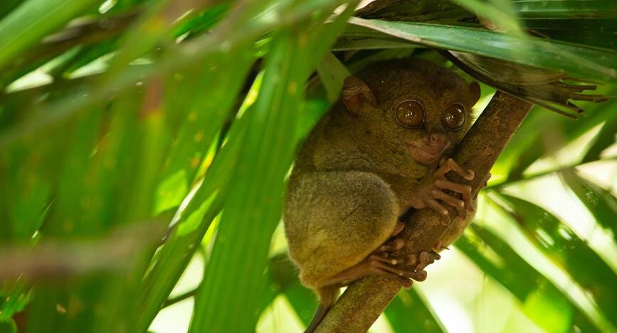 Sanctuaire des Tarsiers