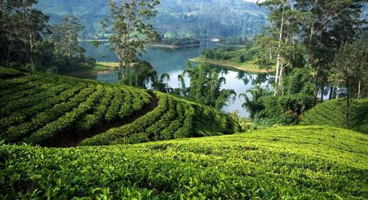 © Unsplash - M.L.Nuwan Plantations au Sri Lanka