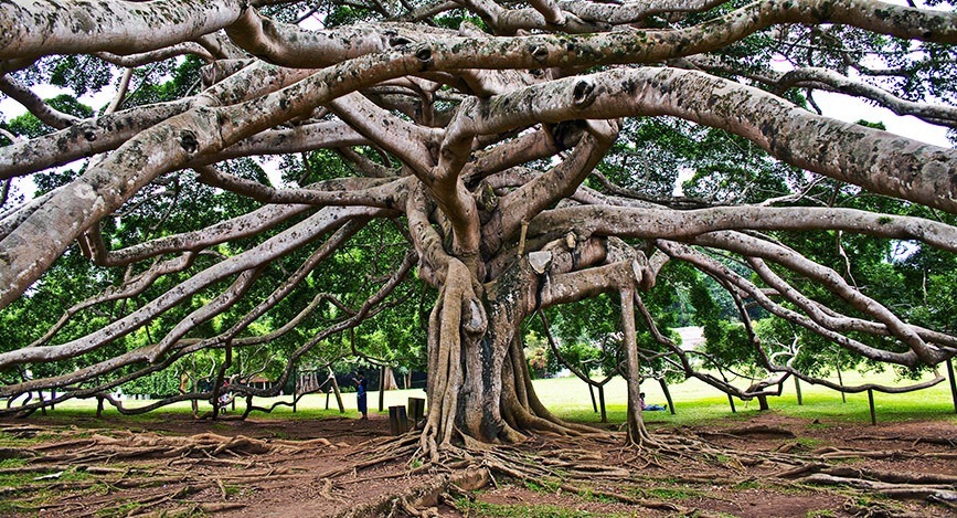 Jardin de Peradeniya