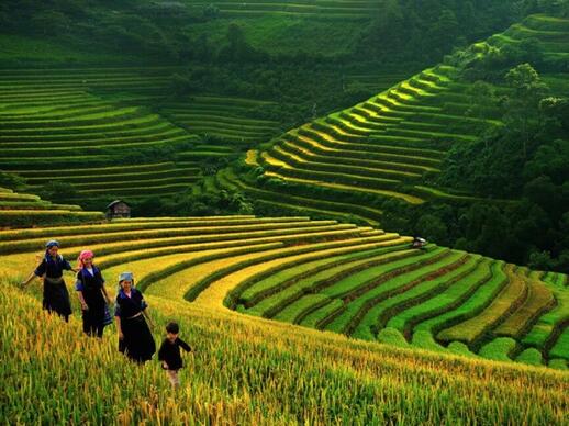 Rizières de la Vallée de Muong Ha à Sapa