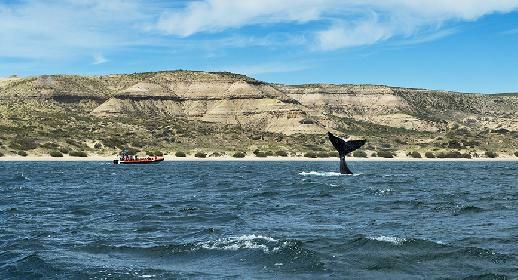 Péninsule de Valdès, classée UNESCO avec observation des baleines